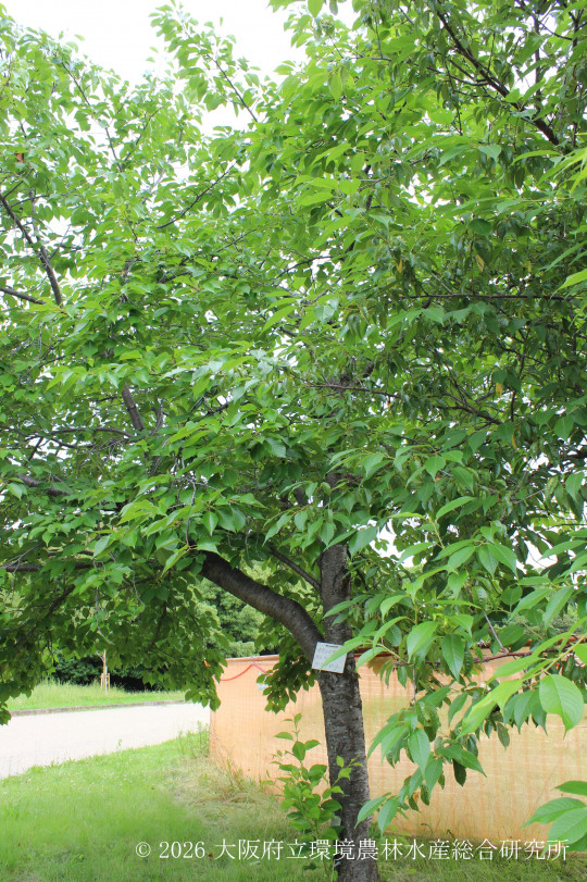 オオシマザクラ