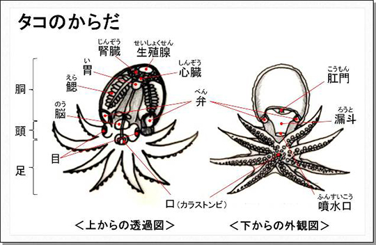 図３．タコのからだ