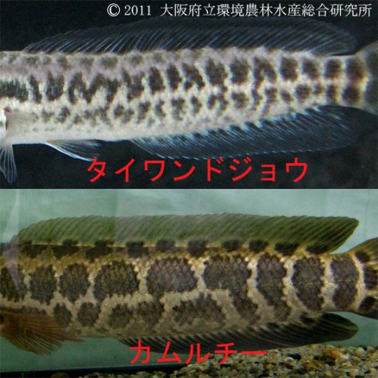 (タイワンドジョウとカムルチーの斑紋比較）