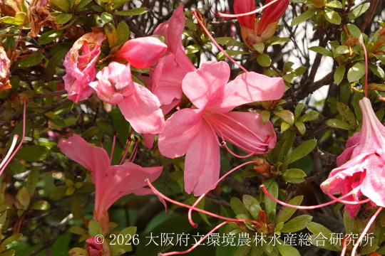 サツキツツジ