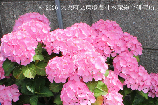 セイヨウアジサイ