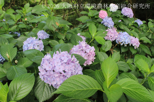 セイヨウアジサイ
