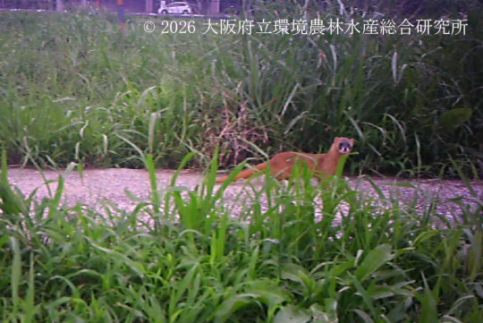 シベリアイタチ