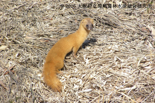 シベリアイタチ