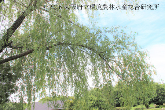 シダレヤナギ