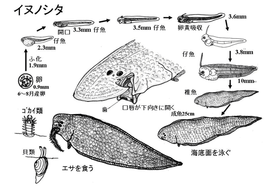 図２　イヌノシタの成長