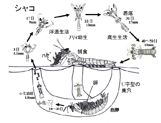 図2　シャコの生活史