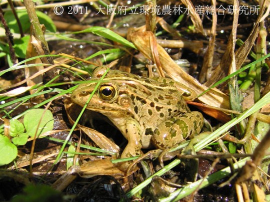 トノサマガエル