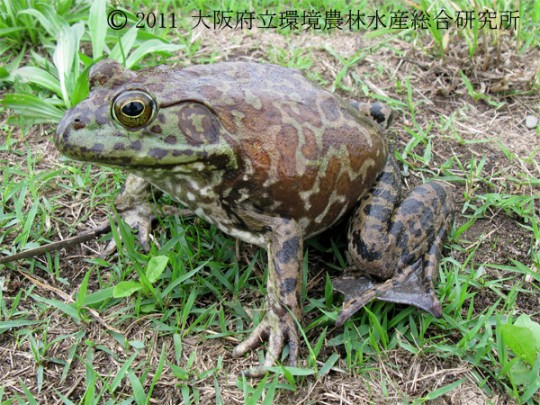 ウシガエル　外来種