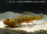 シマヒレヨシノボリ（トウヨシノボリ縞鰭型）