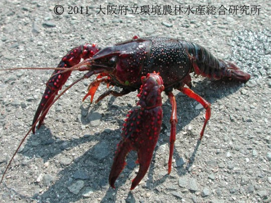 アメリカザリガニ | 甲殻類(エビ・カニ)図鑑 | 図鑑 | 大阪府立環境農林水産総合研究所 アメリカザリガニ | 甲殻類(エビ・カニ)図鑑 | 図鑑 | 大阪府立環境農林水産総合研究所