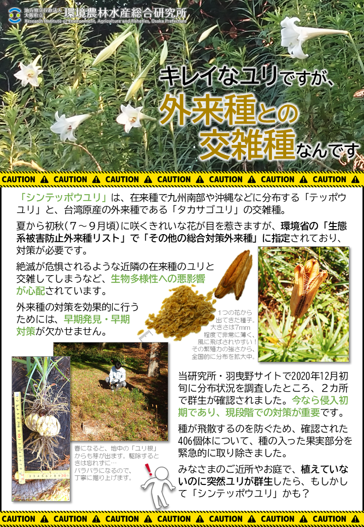 シンテッポウユリ」は、絶滅が危惧されるような近隣の在来種のユリ と交雑してしまうなど、生物多様性への悪影響 が心配されています。外来種の対策を効果的に行うためには、早期発見・早期 対策が欠かせません。