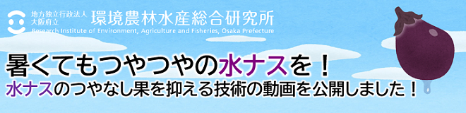 暑くてもつやつやの水ナスを！水ナスのつやなし果を抑える技術の動画を公開しました！
