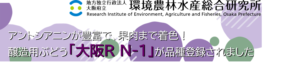 アントシアニンが豊富で、果肉まで着色！ 醸造用ぶどう「大阪R N-1」が品種登録されました