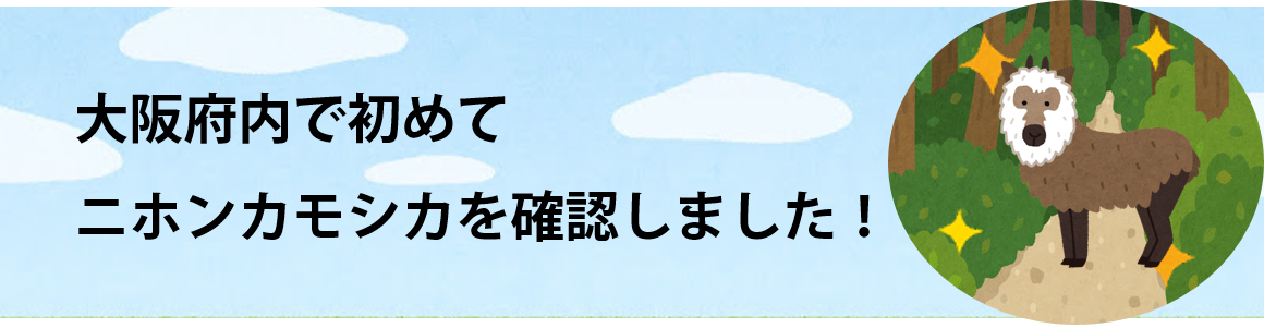 大阪府内で初めてニホンカモシカを確認しました！