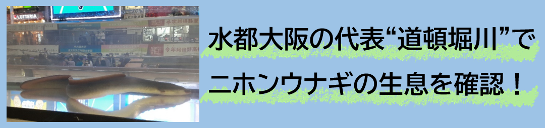 水都大阪の代表“道頓堀川”でニホンウナギの生息を確認