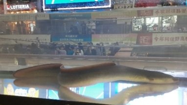 道頓堀に生息していたウナギ