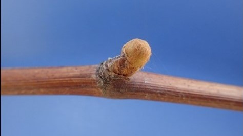 デラウェアの発芽
