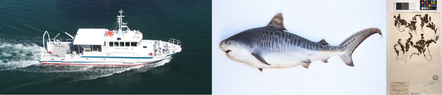 調査船おおさか、大阪湾で漁獲された暖海性魚類のイタチザメ、大阪湾から絶滅した海浜植物ウンランの さく葉（押し葉）標本