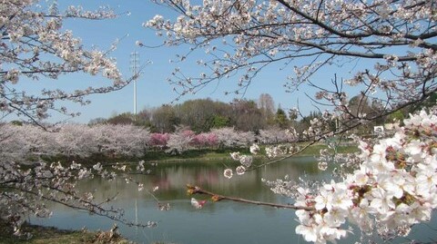 鶴見緑地の桜の写真