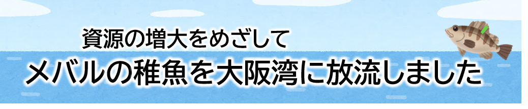 メバルの稚魚を大阪湾に放流しました