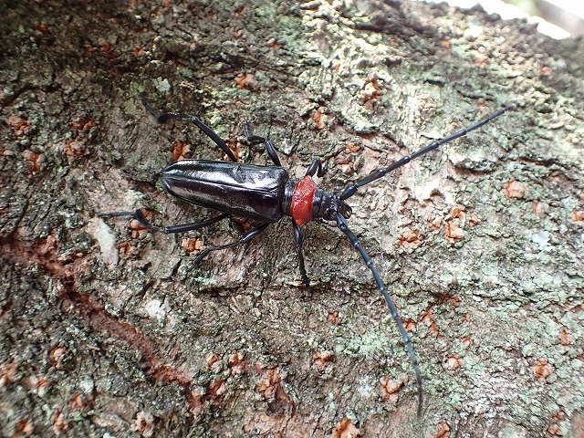 クビアカツヤカミキリの成虫