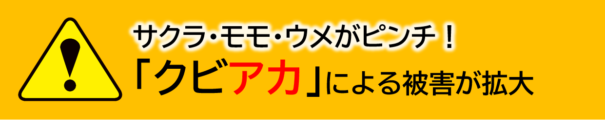 クビアカによる被害が拡大