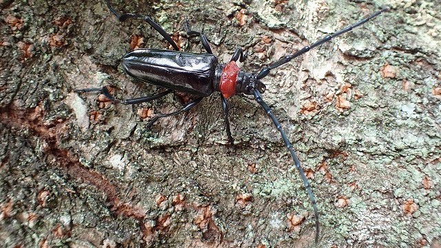 クビアカツヤカミキリ成虫