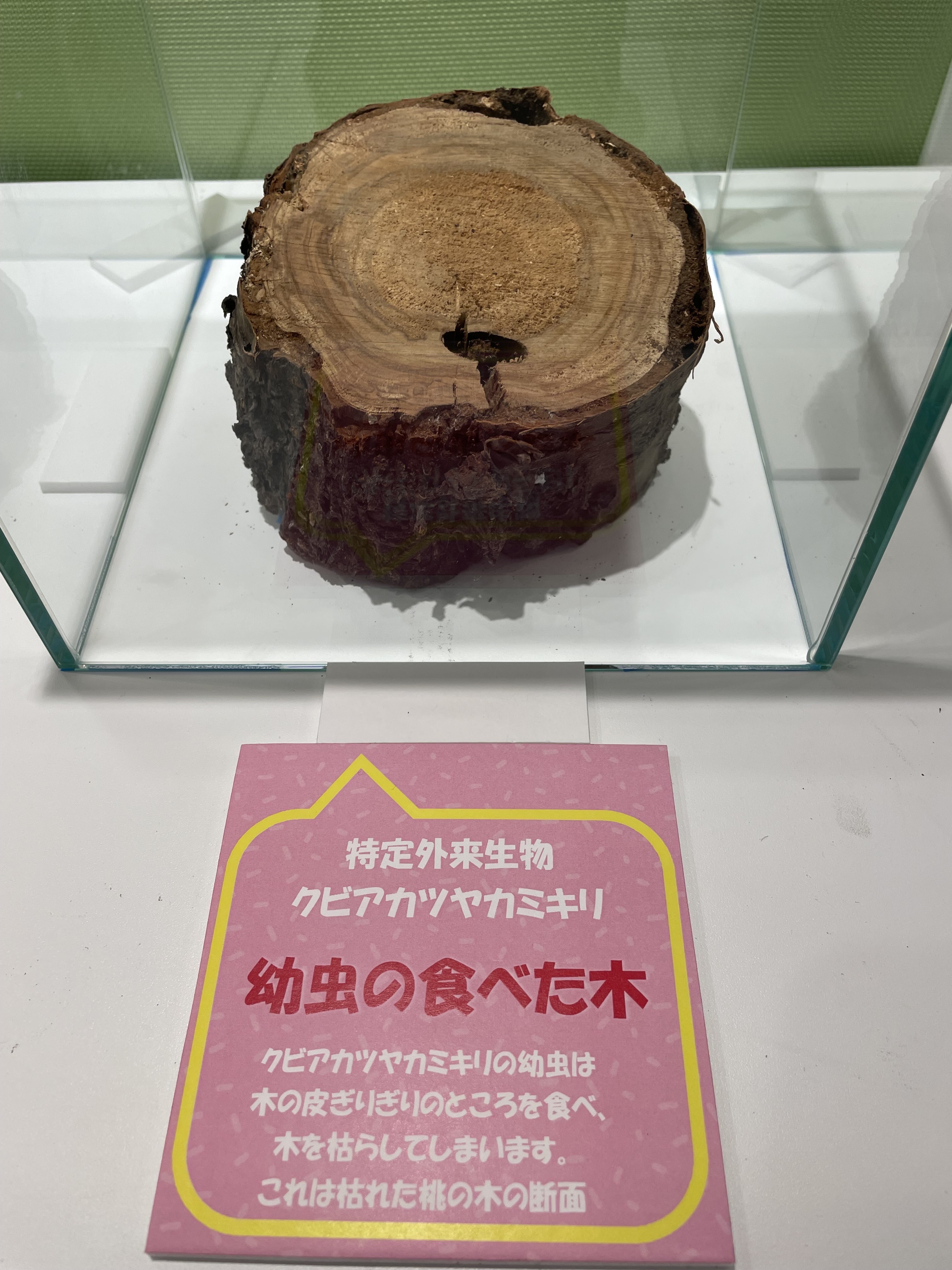 クビアカ被害木