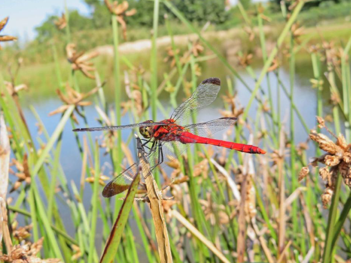 コノシメトンボ