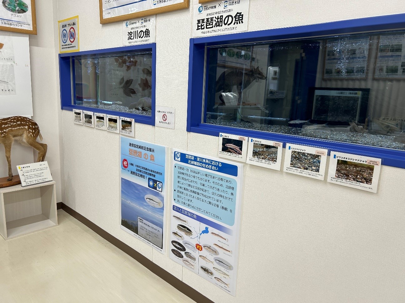 生物多様性センターの展示その２