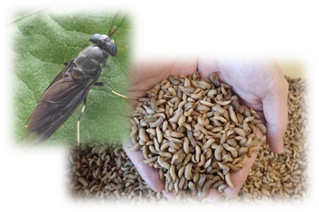 ミズアブの成虫と餌になる幼虫