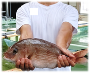 ミズアブ餌を与えたマダイ