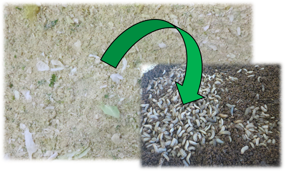 ミズアブ幼虫飼育の様子