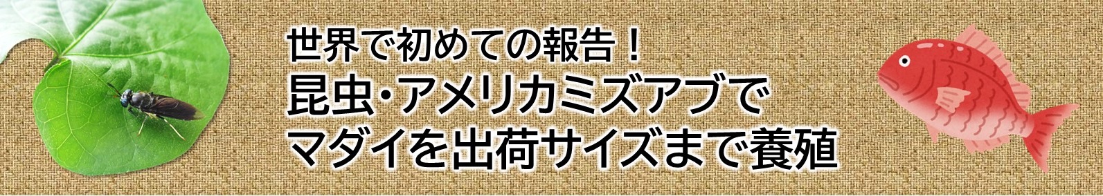 世界で初めての報告！昆虫・アメリカミズアブでマダイを出荷サイズまで養殖