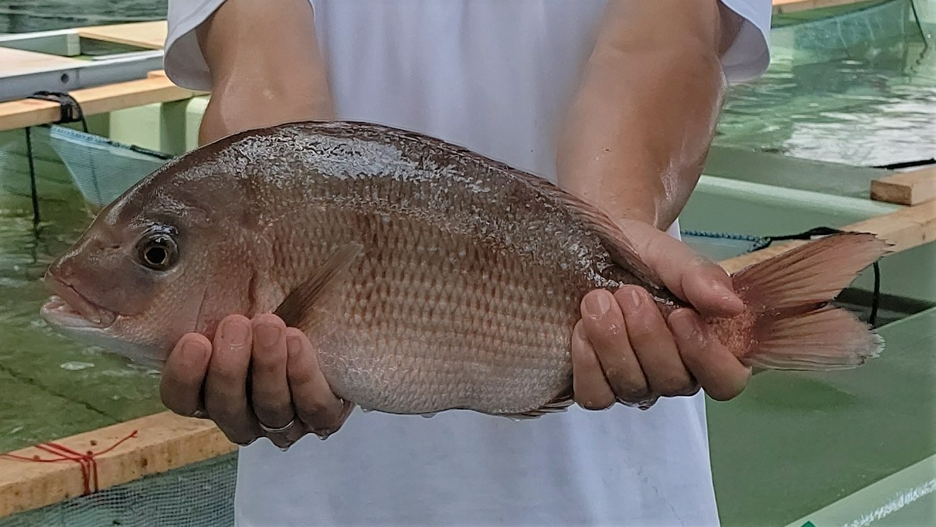 ミズアブ餌で飼育したマダイ