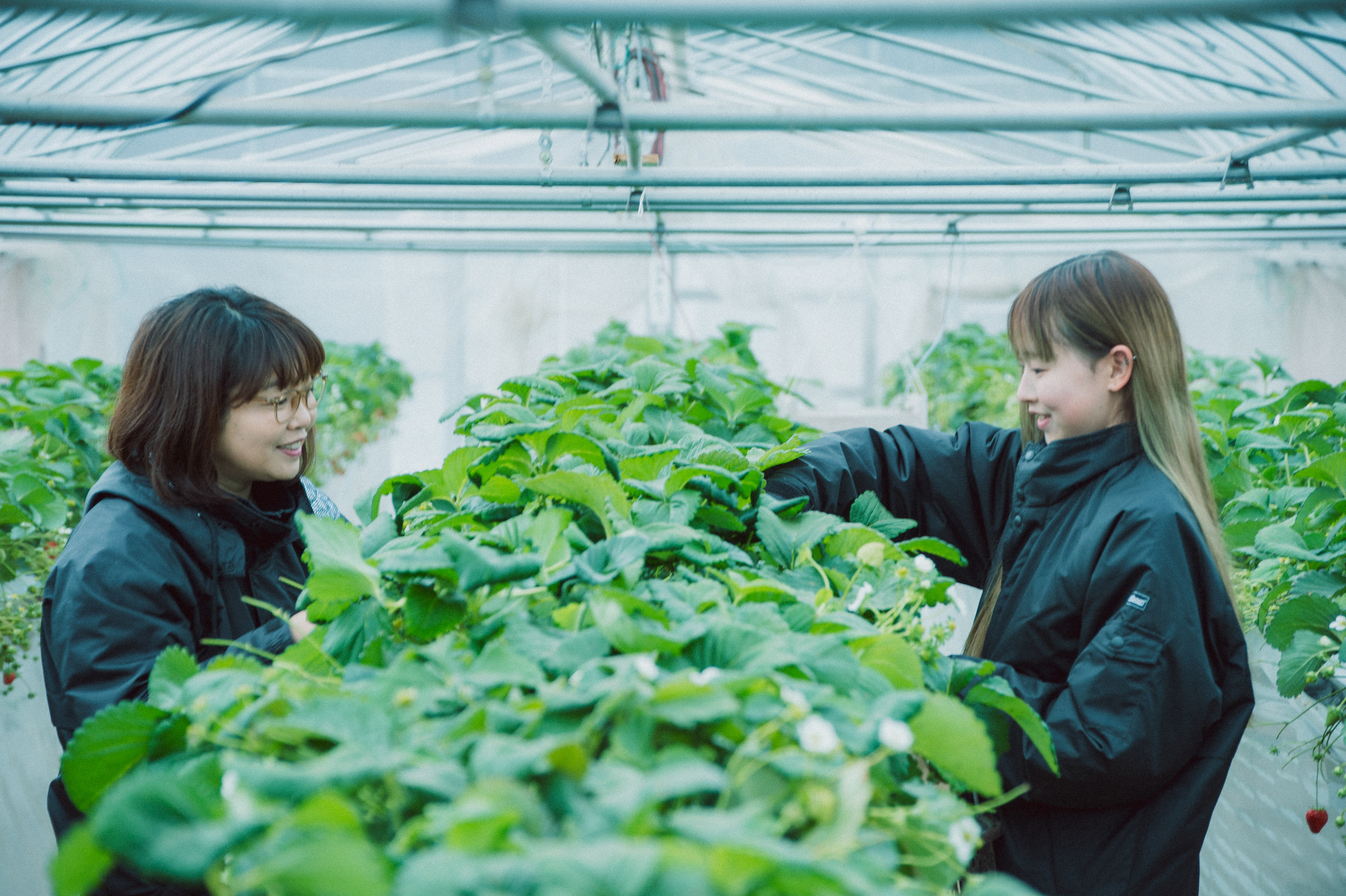 大阪農大いちご栽培 大阪農大いちご栽培