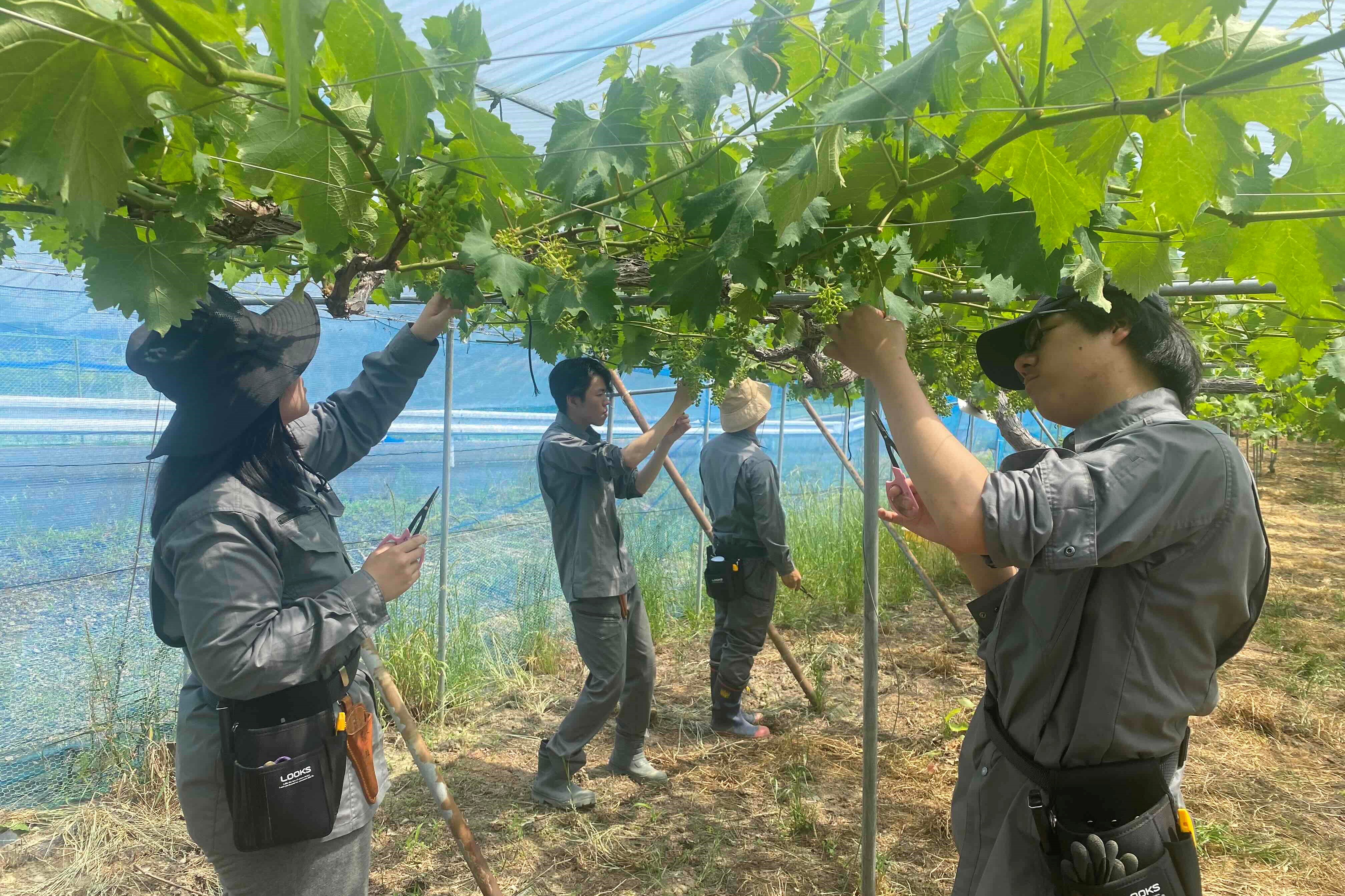 IMG_1351 大阪農大ぶどう栽培