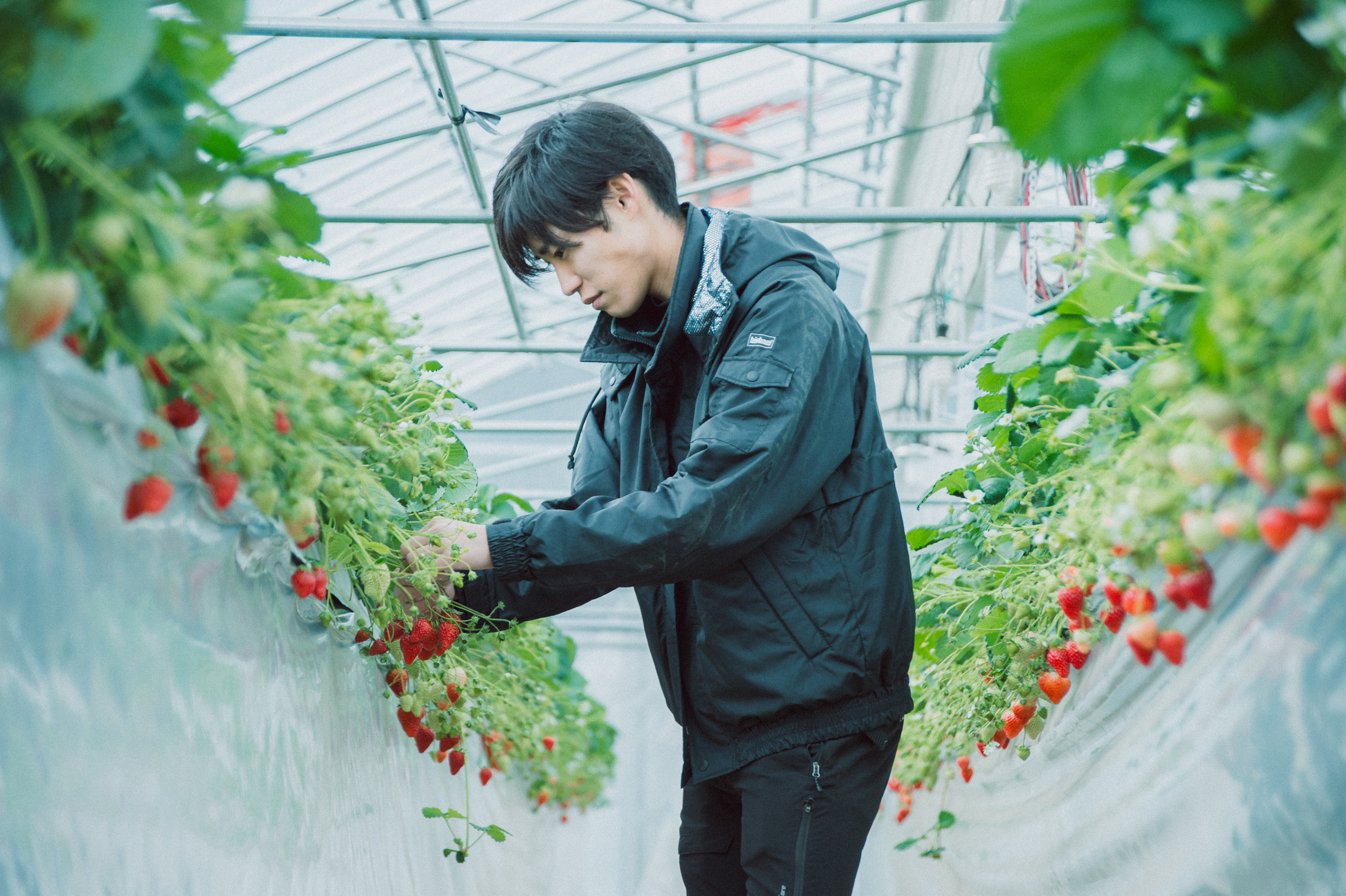 大阪農大いちご栽培