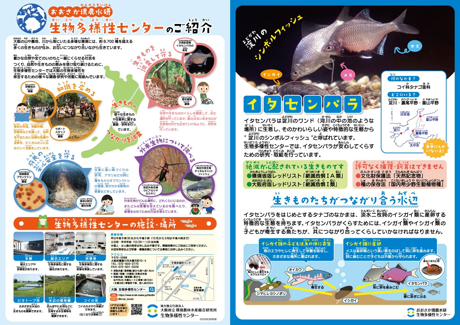 イタセンパラ保全の取組紹介パンフレット（表）