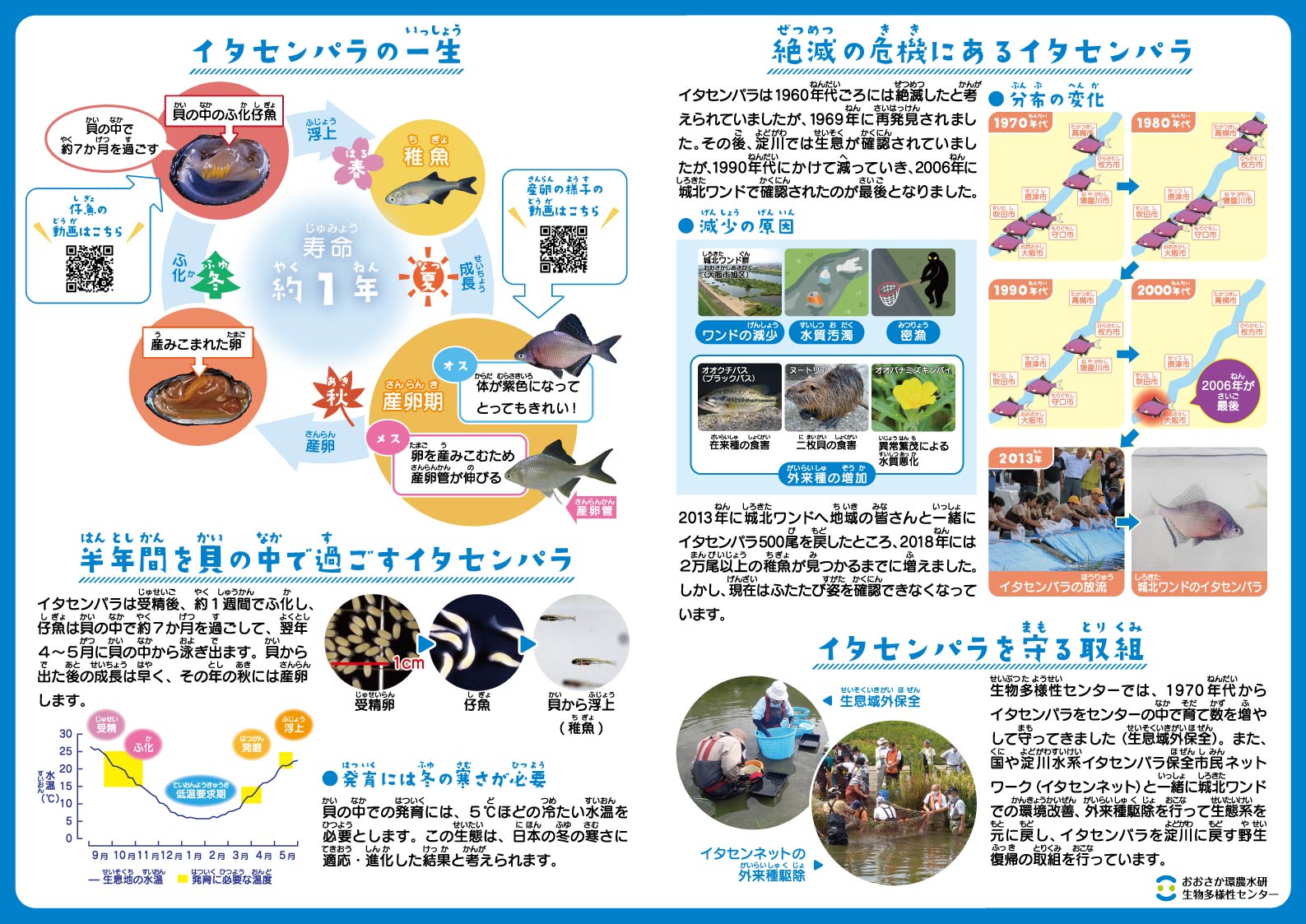 イタセンパラ保全の取組紹介パンフレット（裏）