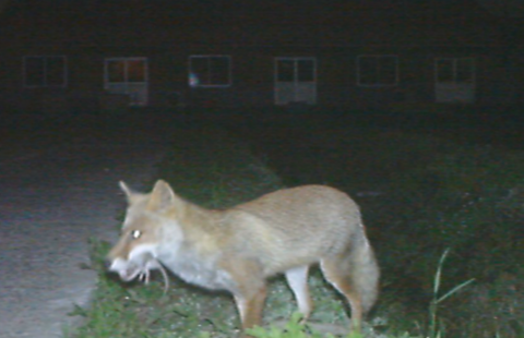 ネズミをくわえるキツネ