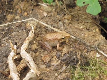 ニホンアカガエル （大阪府レッドリスト絶滅危惧Ⅱ類）