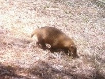 アナグマ （大阪府レッドリスト準絶滅危惧）