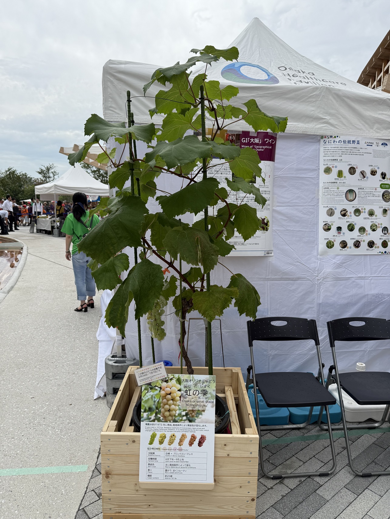 大阪オリジナルぶどう「虹の雫」の鉢