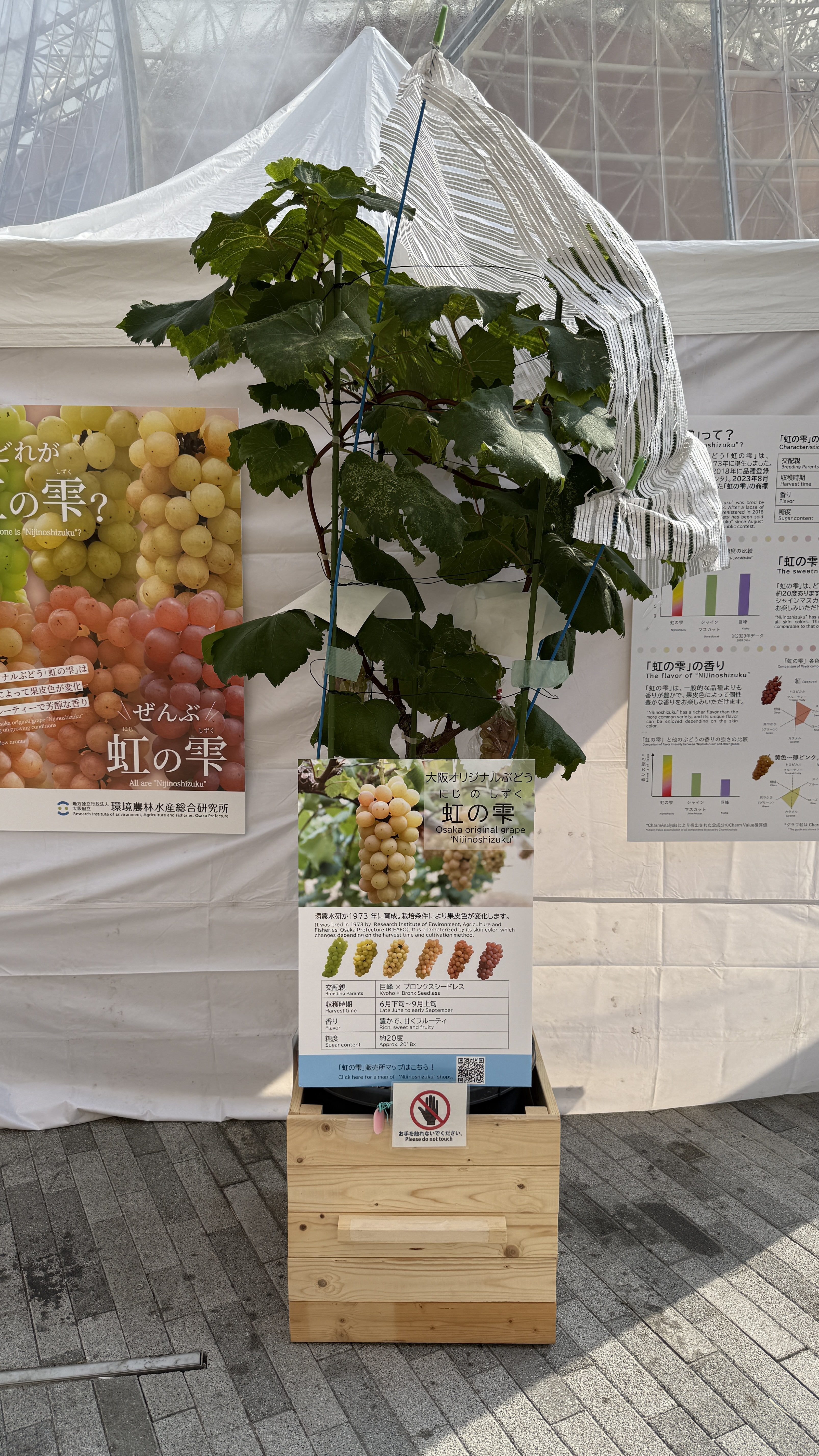 虹の雫の鉢（８月）