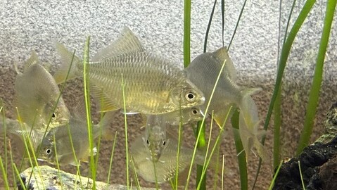 イタセンパラ