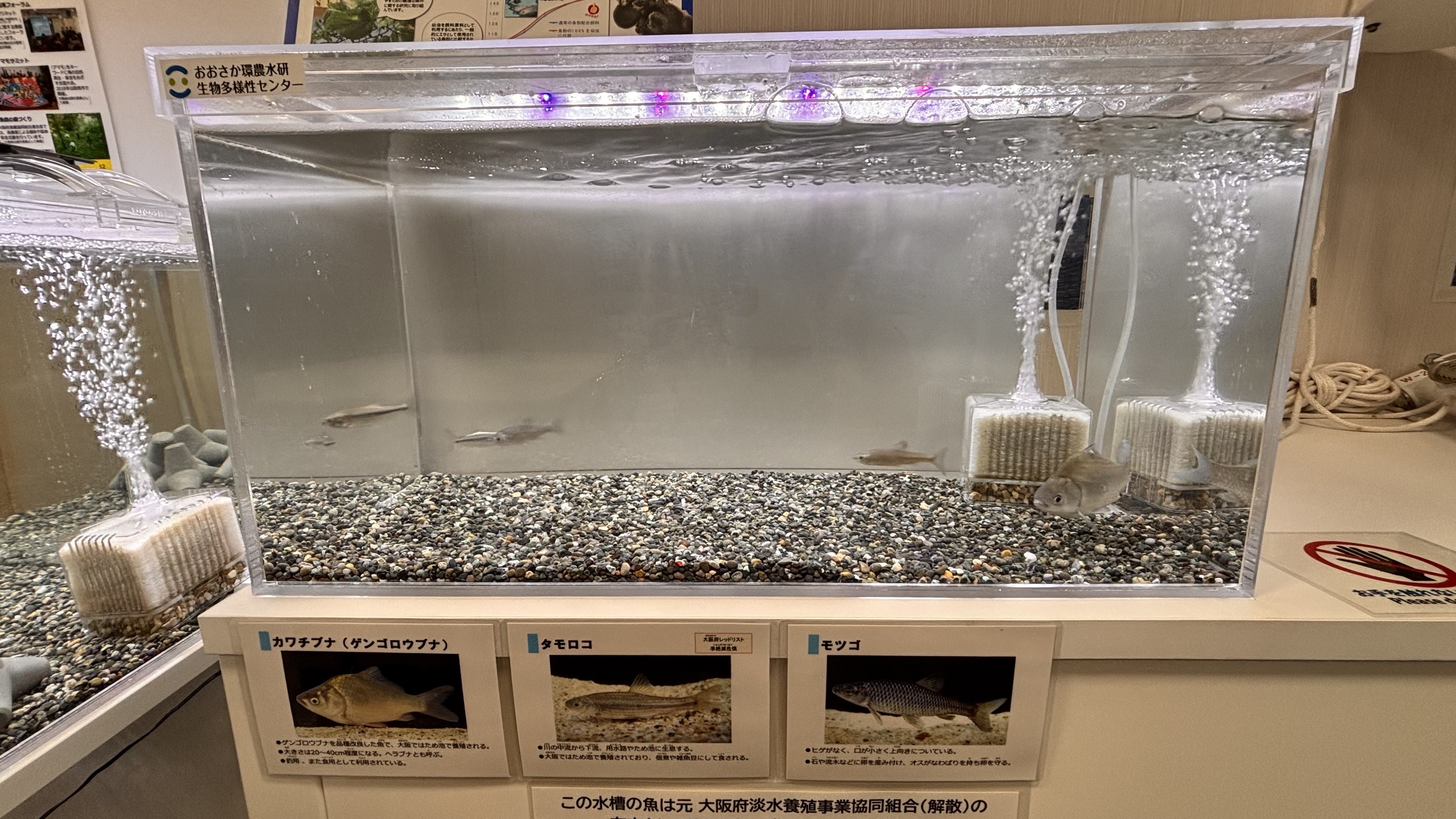 淡水魚の展示