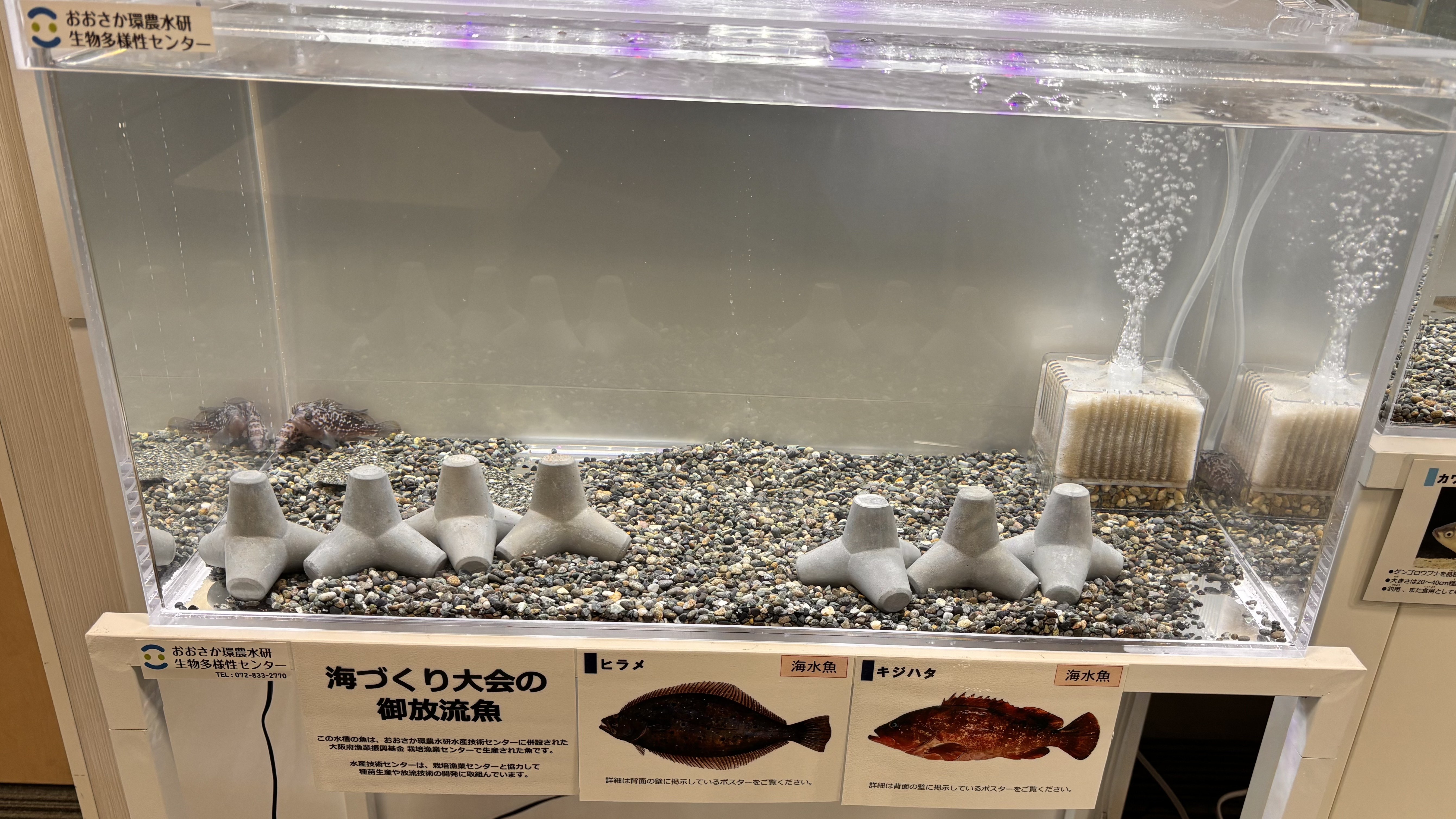 海水魚の展示