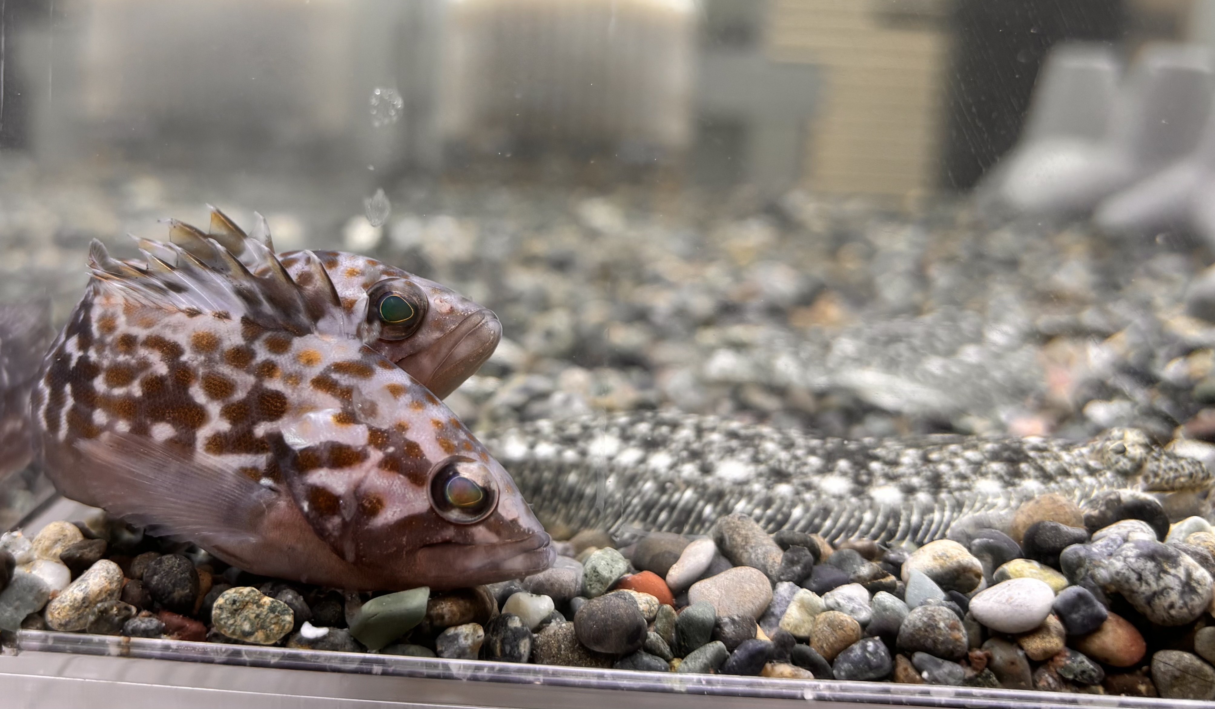 キジハタ・ヒラメ